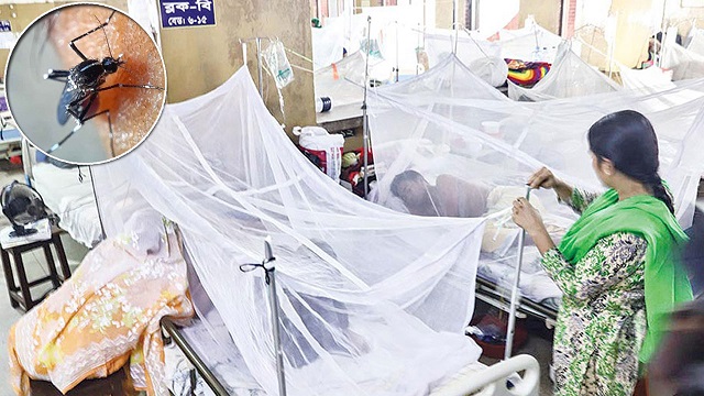 ডেঙ্গুতে একদিনে ৩ মৃত্যু, হাসপাতালে ভর্তি ৫৫৬