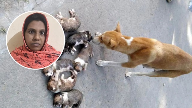 ৮ কুকুর ছানা হত্যার ঘটনায় মামলা, সরকারি কর্মকর্তার স্ত্রী গ্রেপ্তার