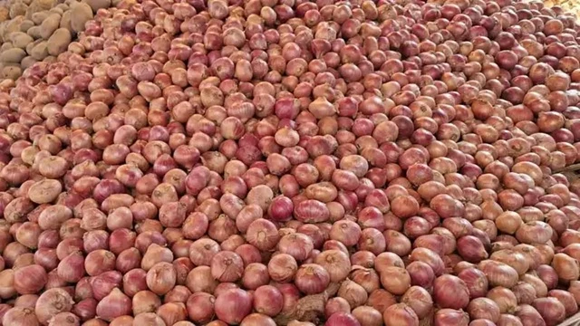 সঠিক সংরক্ষণ করতে না পারায় ২৫-৩০ শতাংশ পেঁয়াজ নষ্ট হয়ে যায়