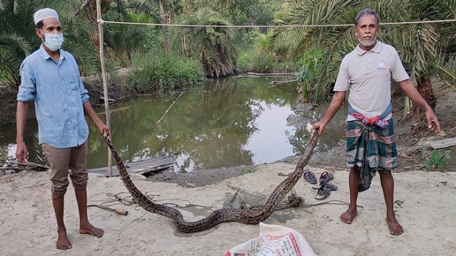 বাগেরহাটে ১৫ ফুট লম্বা অজগর উদ্ধার