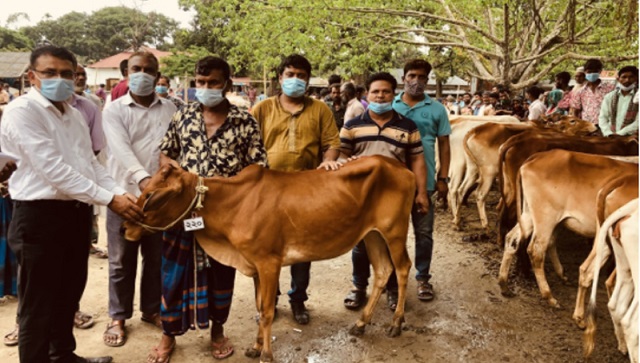  দরিদ্র জনগোষ্ঠির মাঝে বিনামূল্যে গরু বিতরণ করা হচ্ছে। ছবি : সংগৃহীত