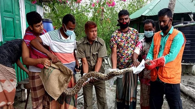  বসতবাড়ি থেকে ৯ ফুট লম্বা অজগর উদ্ধার